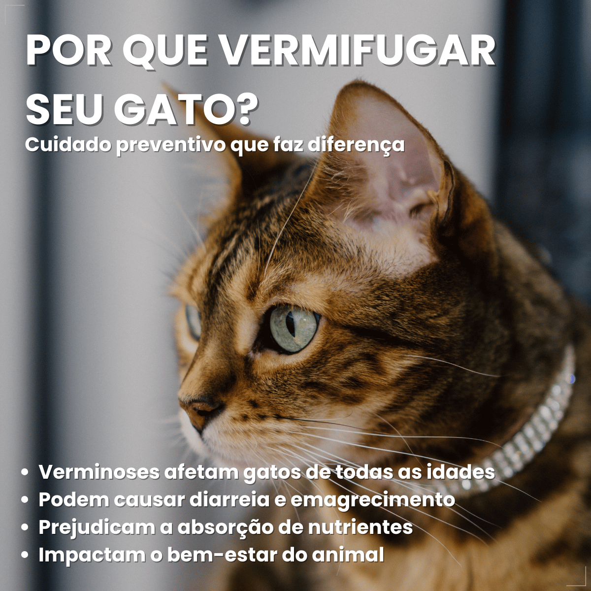 Chemital Vermífugo para gatos 4 comprimidos