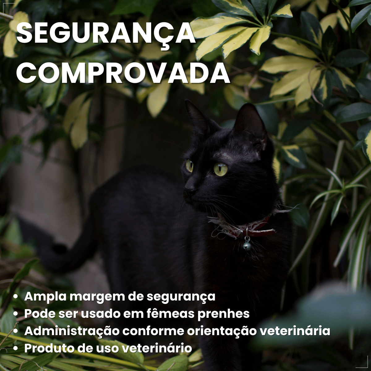 Chemital Vermífugo para gatos 4 comprimidos