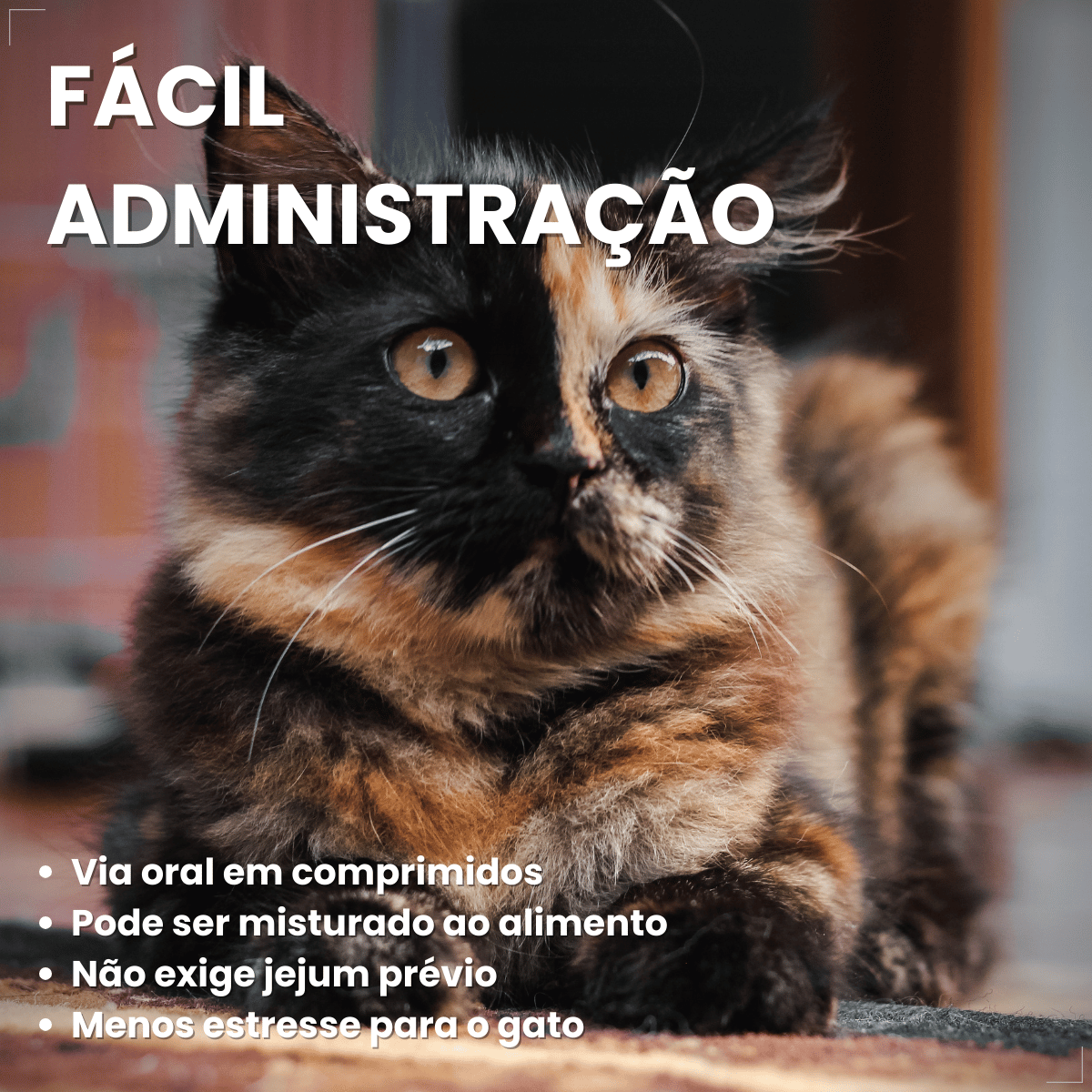Chemital Vermífugo para gatos 4 comprimidos
