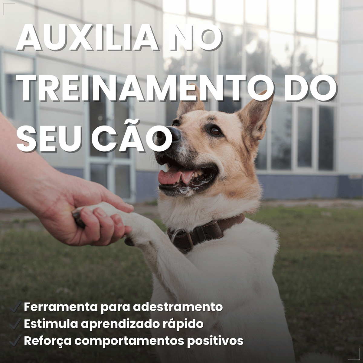 Clicker Adestramento Chalesco para Cães