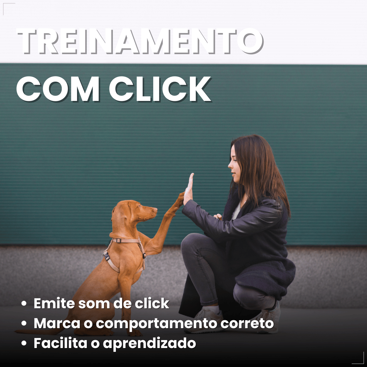 Clicker Adestramento Chalesco para Cães
