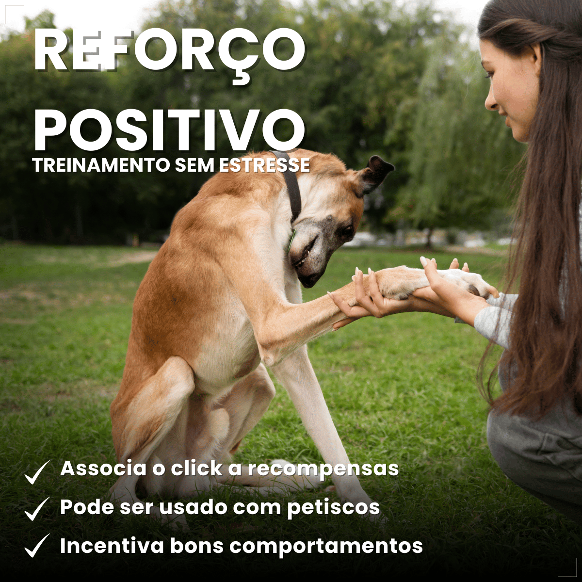 Clicker Adestramento Chalesco para Cães