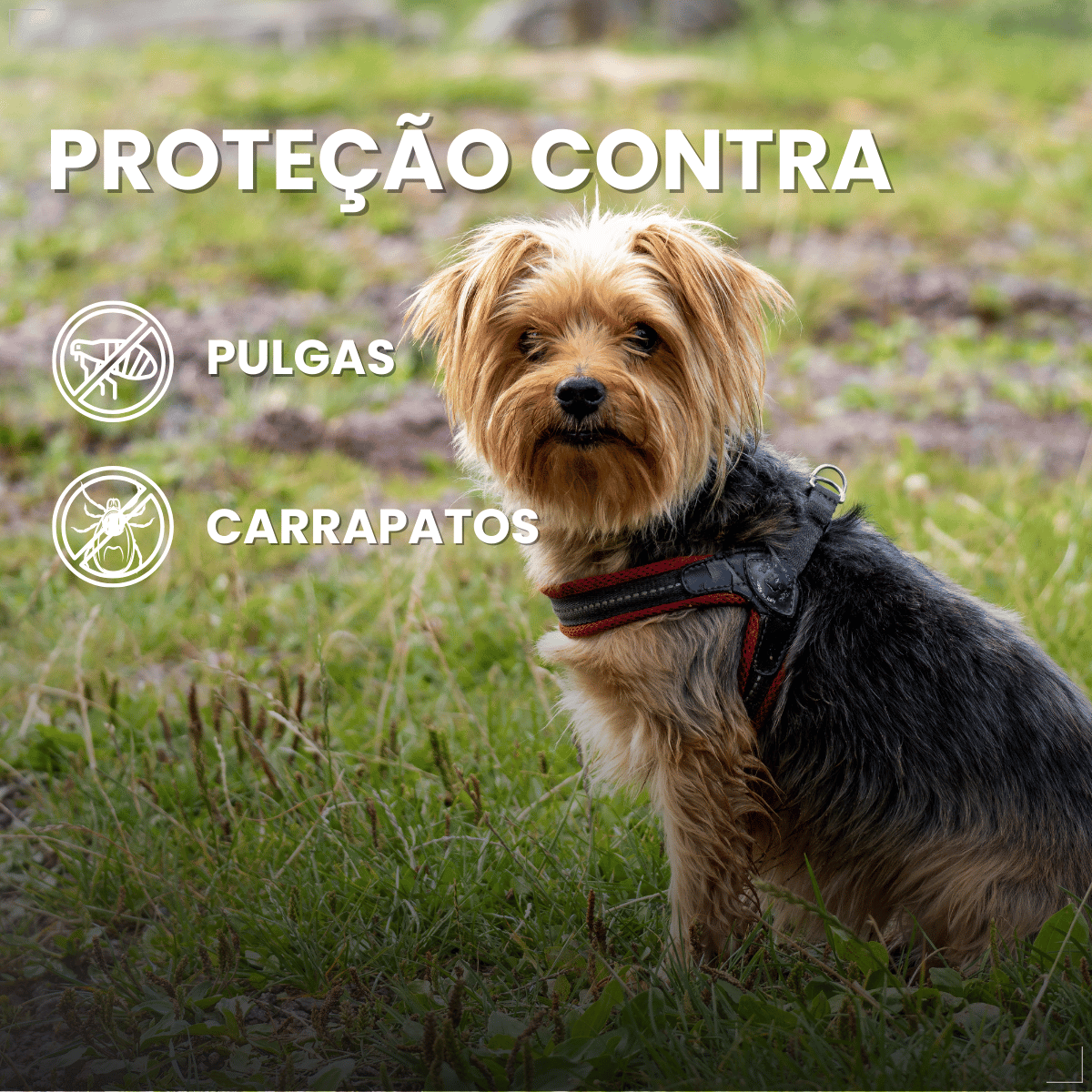 Coleira ConFront Antiparasitas para Cães Pequenos e Médio