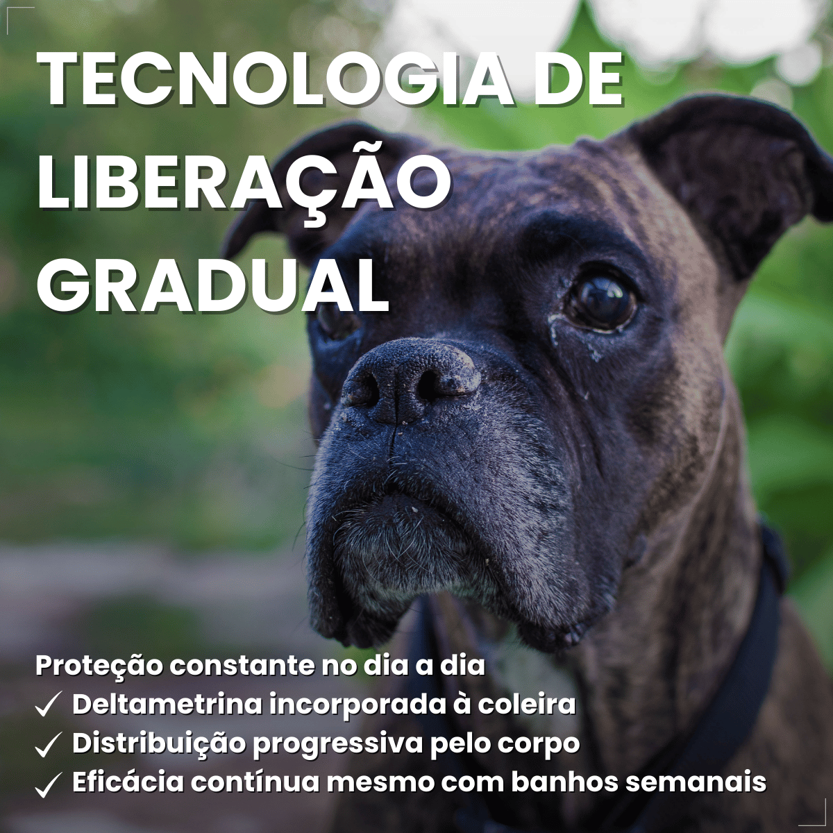 Coleira ConFront Antiparasitas para Cães Pequenos e Médio