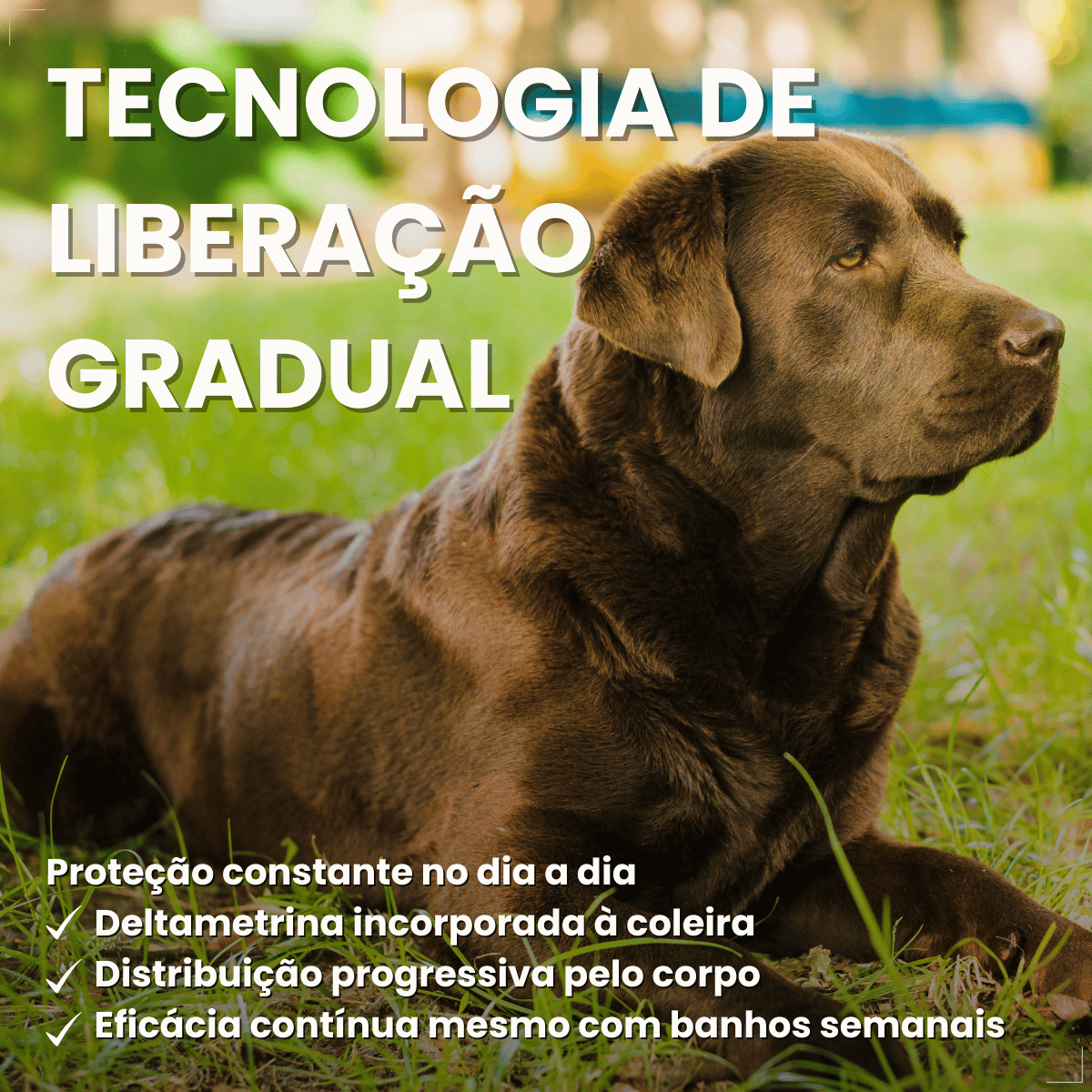 Coleira ConFront Antiparasitas para Cães Grandes