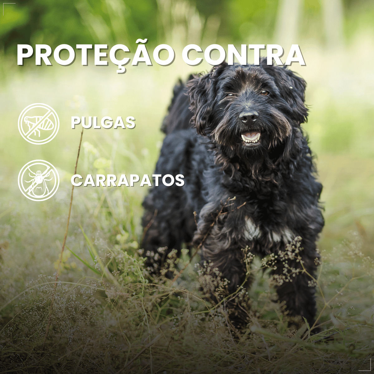 Pipeta Antiparasitária Confront Plus Cães de 10-20kg 1,34mL