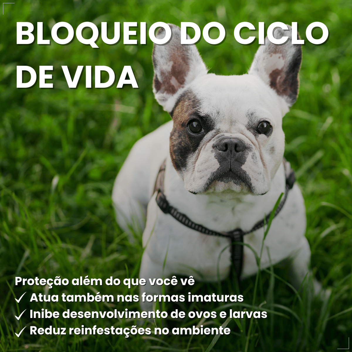 Pipeta Antiparasitária Confront Plus Cães de 10-20kg 1,34mL