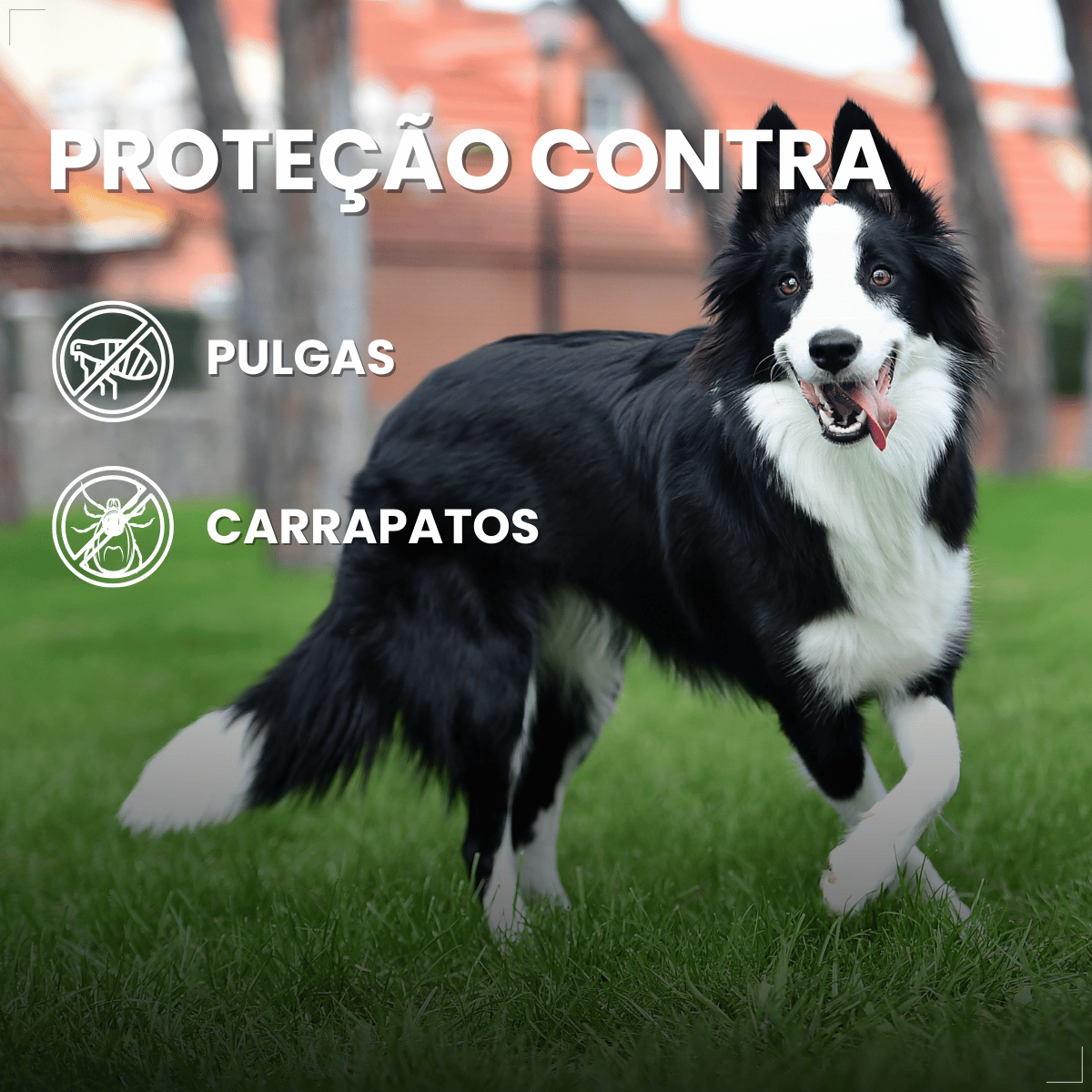 Pipeta Antiparasitária Confront Plus Cães de 20-40kg 2,68mL