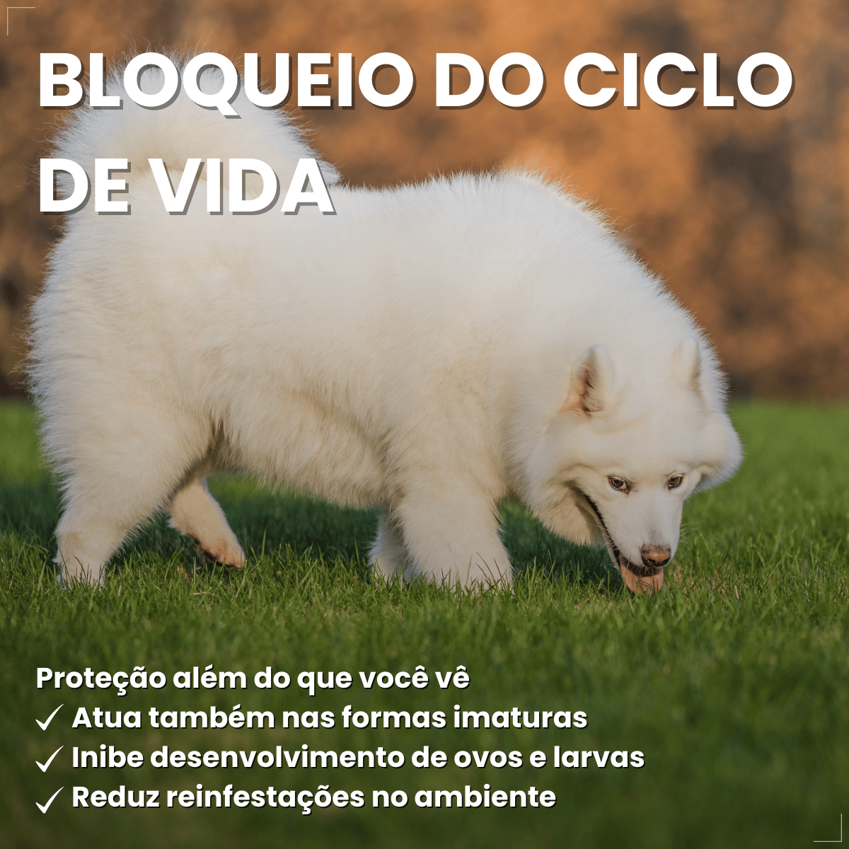 Pipeta Antiparasitária Confront Plus Cães de 20-40kg 2,68mL