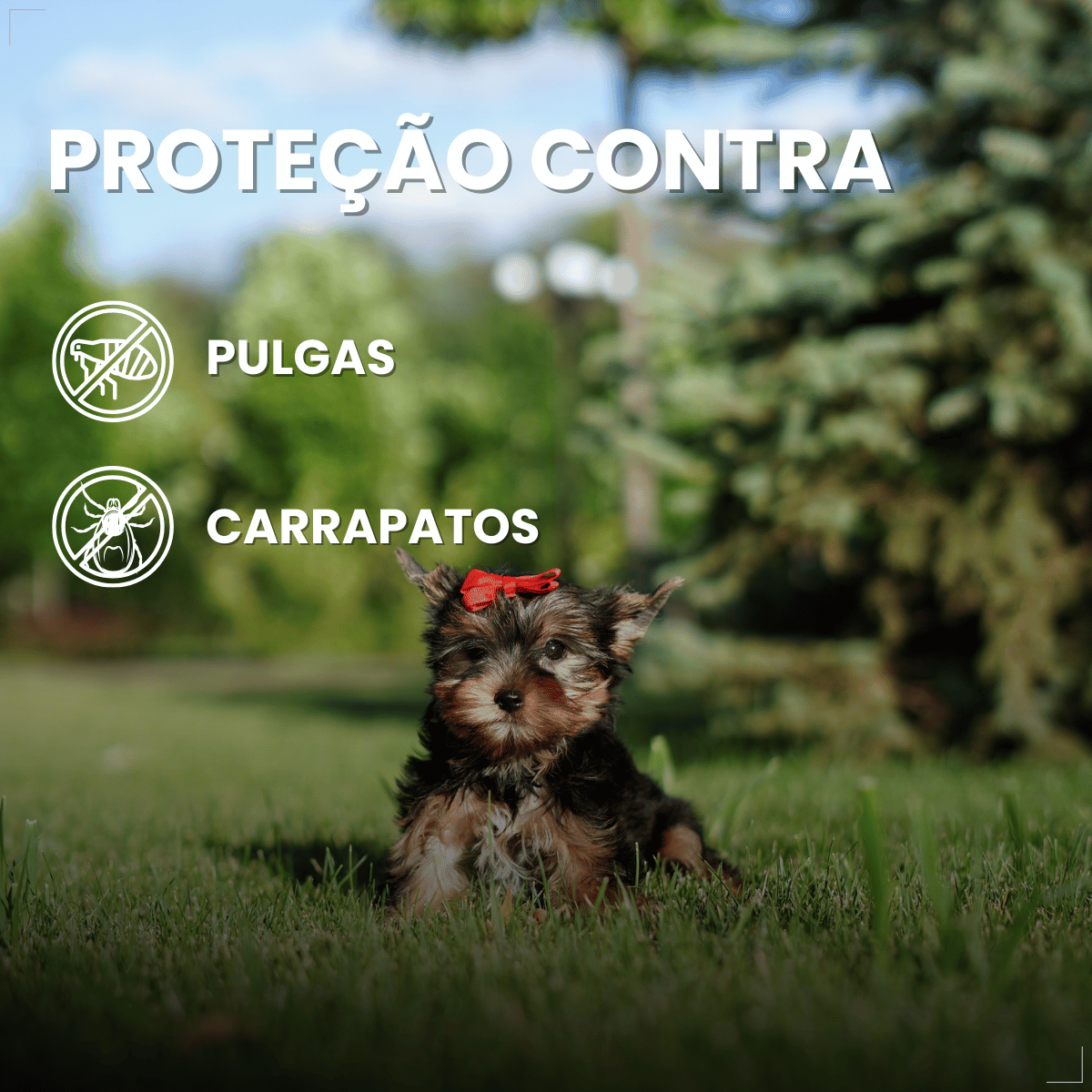 Pipeta Antiparasitária Confront Plus Cães de 02-10kg 0,67mL