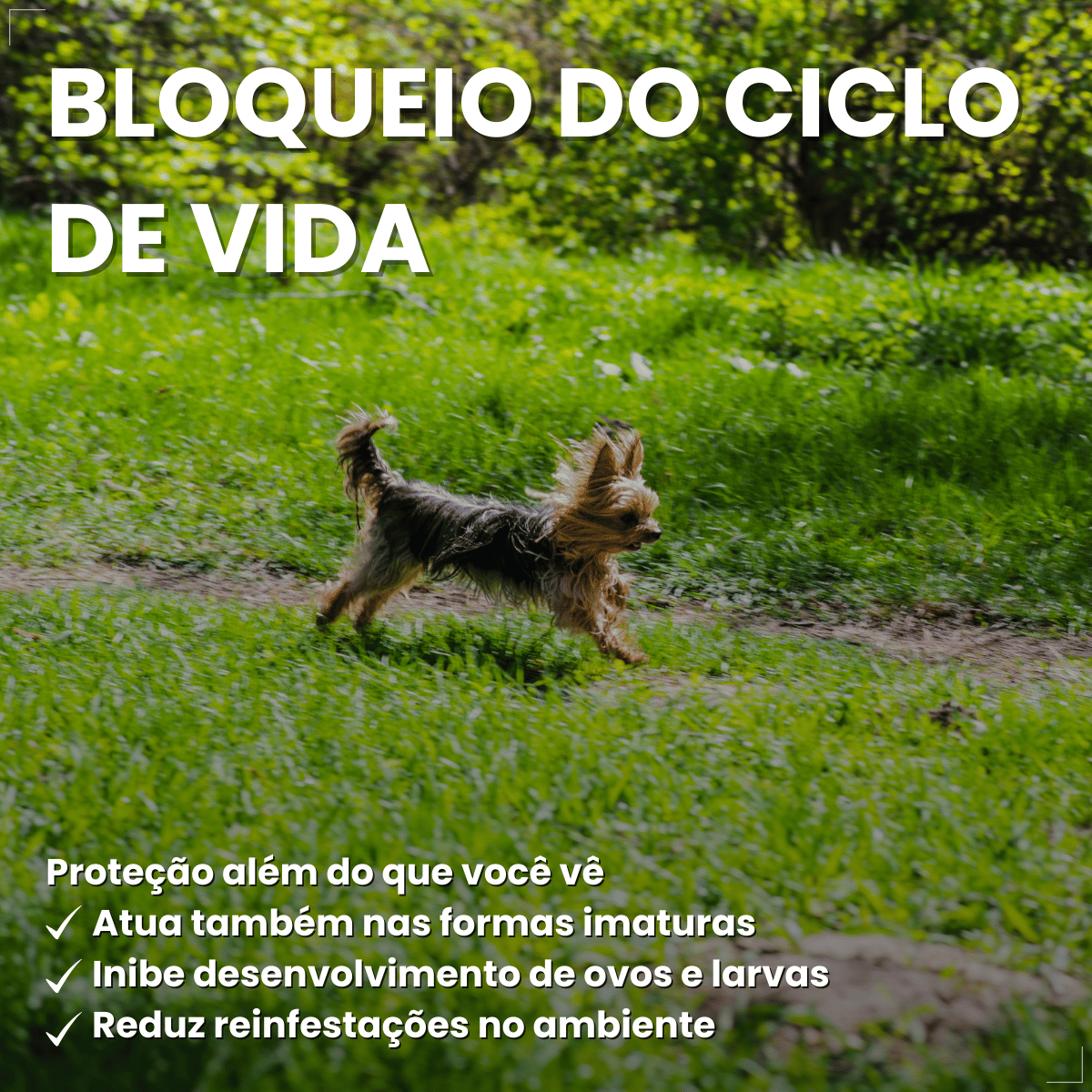 Pipeta Antiparasitária Confront Plus Cães de 02-10kg 0,67mL