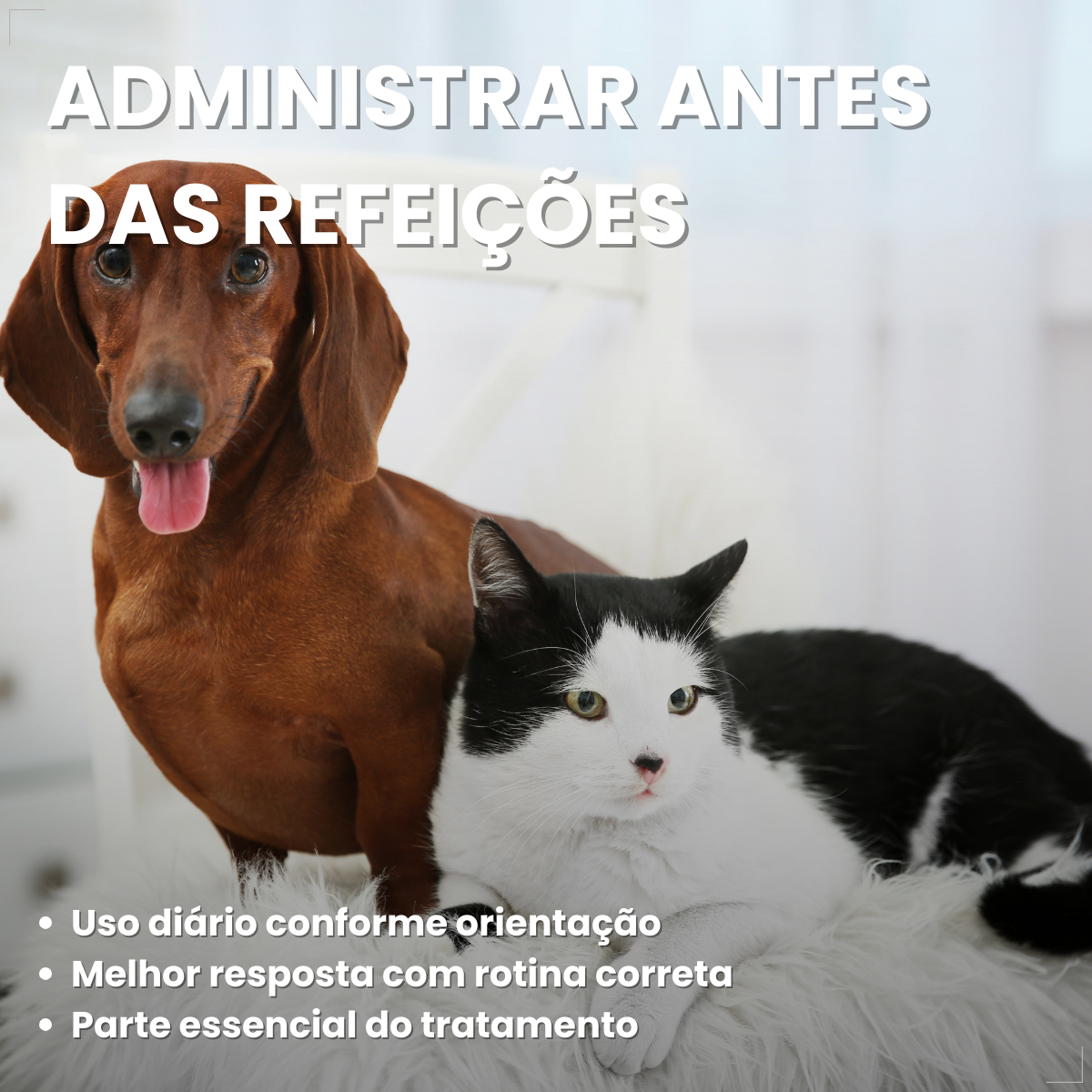 Kit 2 Coprovet Coveli 20 Comp Anticoprofágico Cães e Gatos