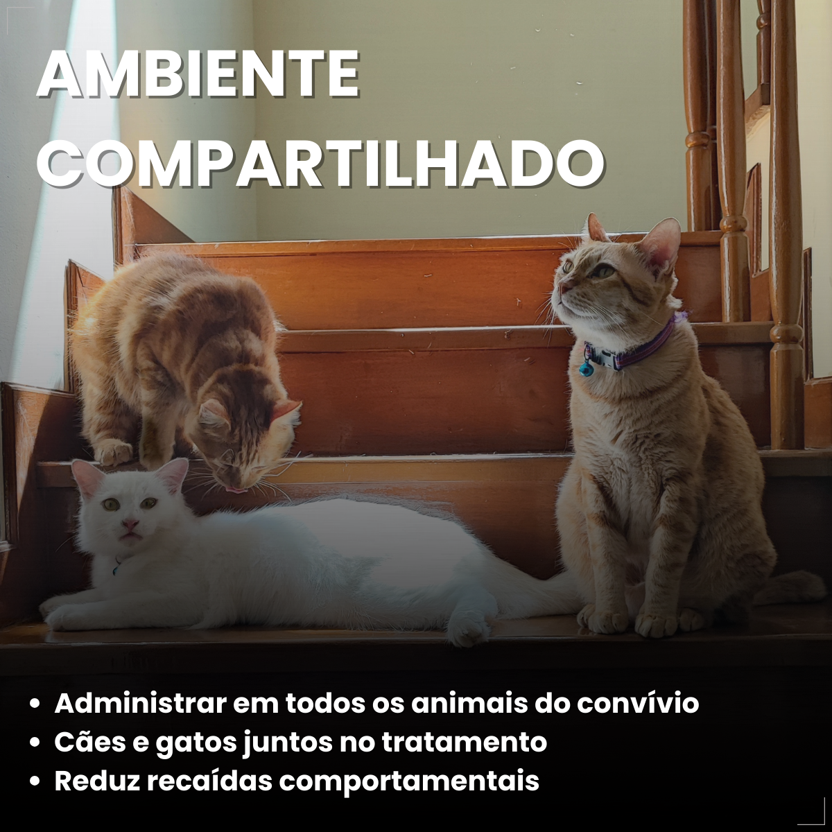 Kit 2 Coprovet Coveli 20 Comp Anticoprofágico Cães e Gatos