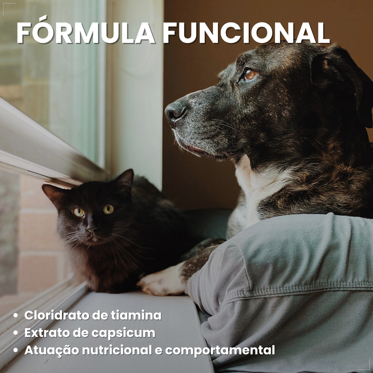Kit 2 Coprovet Coveli 20 Comp Anticoprofágico Cães e Gatos