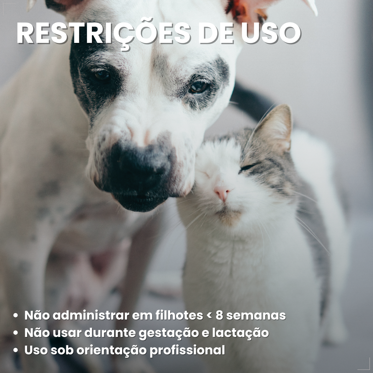 Kit 2 Coprovet Coveli 20 Comp Anticoprofágico Cães e Gatos