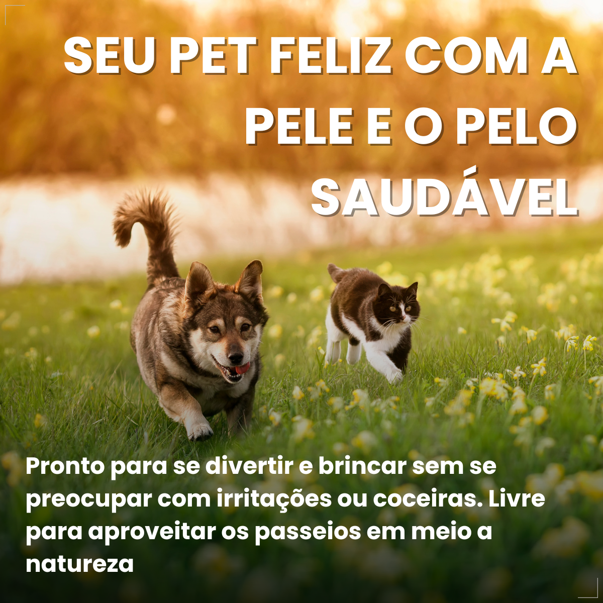 kIT 3 Dermotrat aerosol antibacteriano anti-inflamatório 75g 110ml