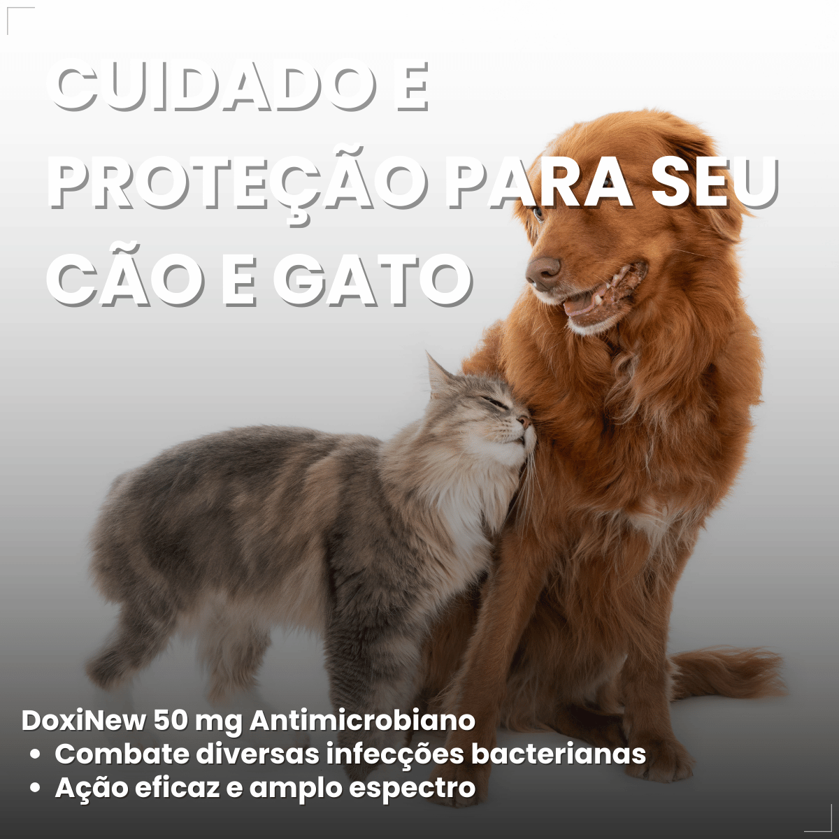 Antimicrobiano DoxiNew 50 mg para Cães e Gatos World