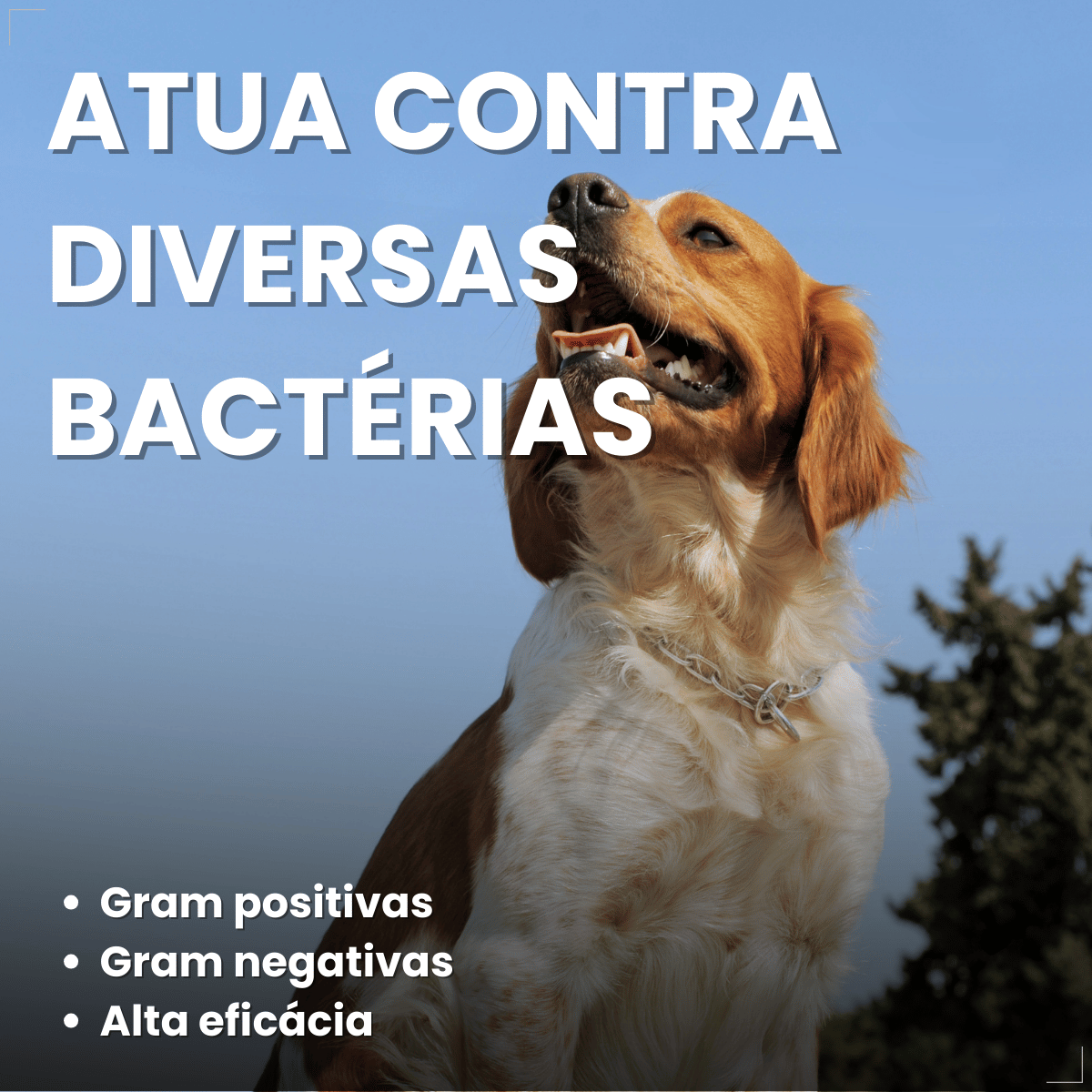 Antimicrobiano DoxiNew 200 mg para Cães e Gatos World