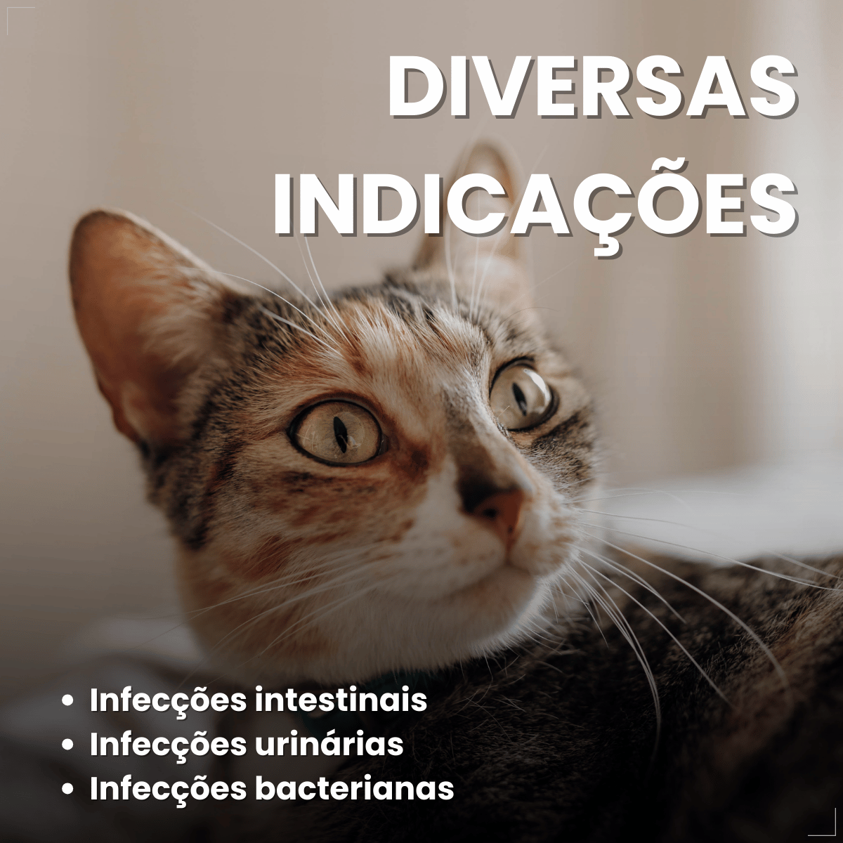 Antimicrobiano DoxiNew 200 mg para Cães e Gatos World