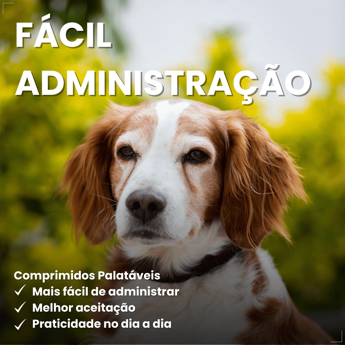 Antimicrobiano DoxiNew 200 mg para Cães e Gatos World