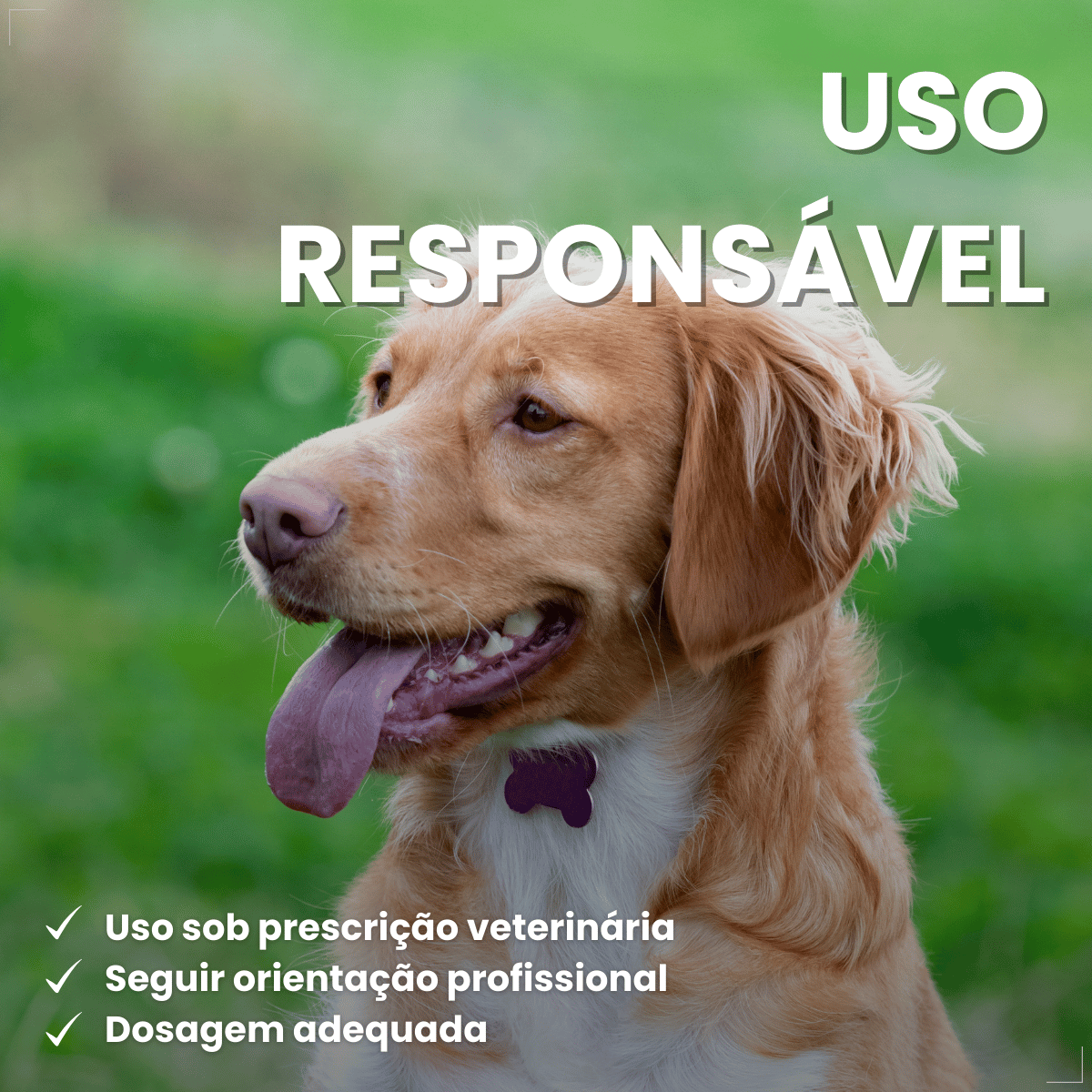 Antimicrobiano DoxiNew 200 mg para Cães e Gatos World