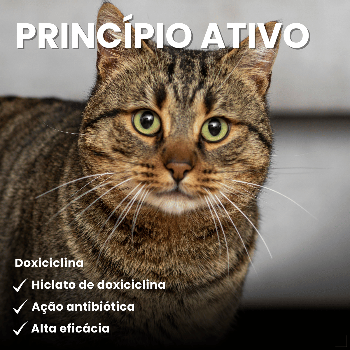 Antimicrobiano DoxiNew 200 mg para Cães e Gatos World