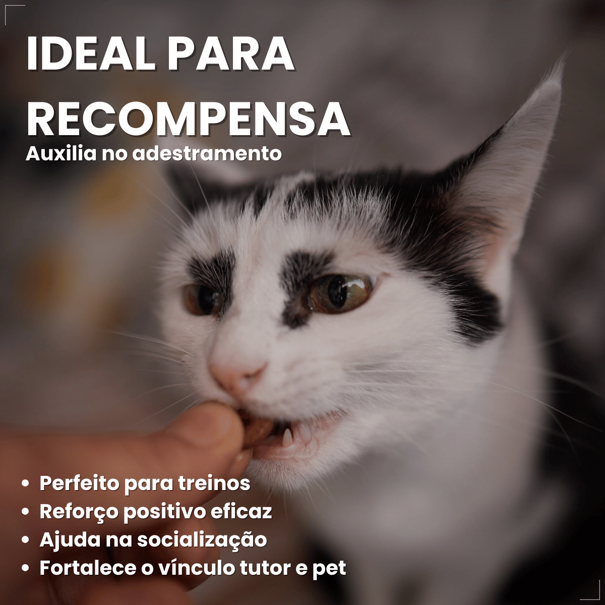 Kit 5 Petisco Dreamies para Gatos Adultos 40 g
