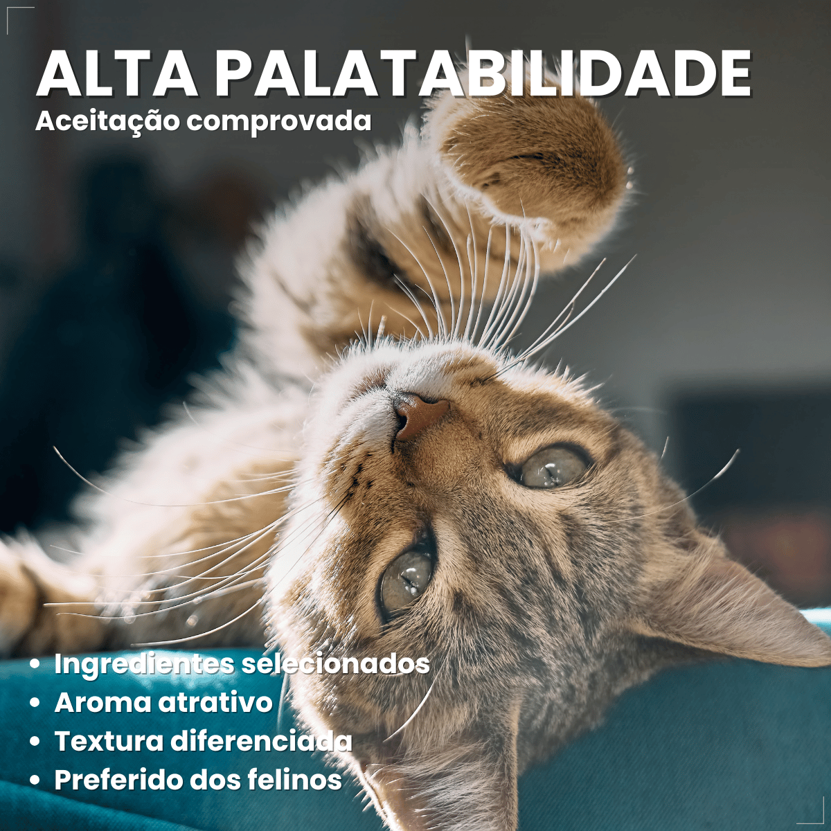 Kit 5 Petisco Dreamies para Gatos Adultos 40 g
