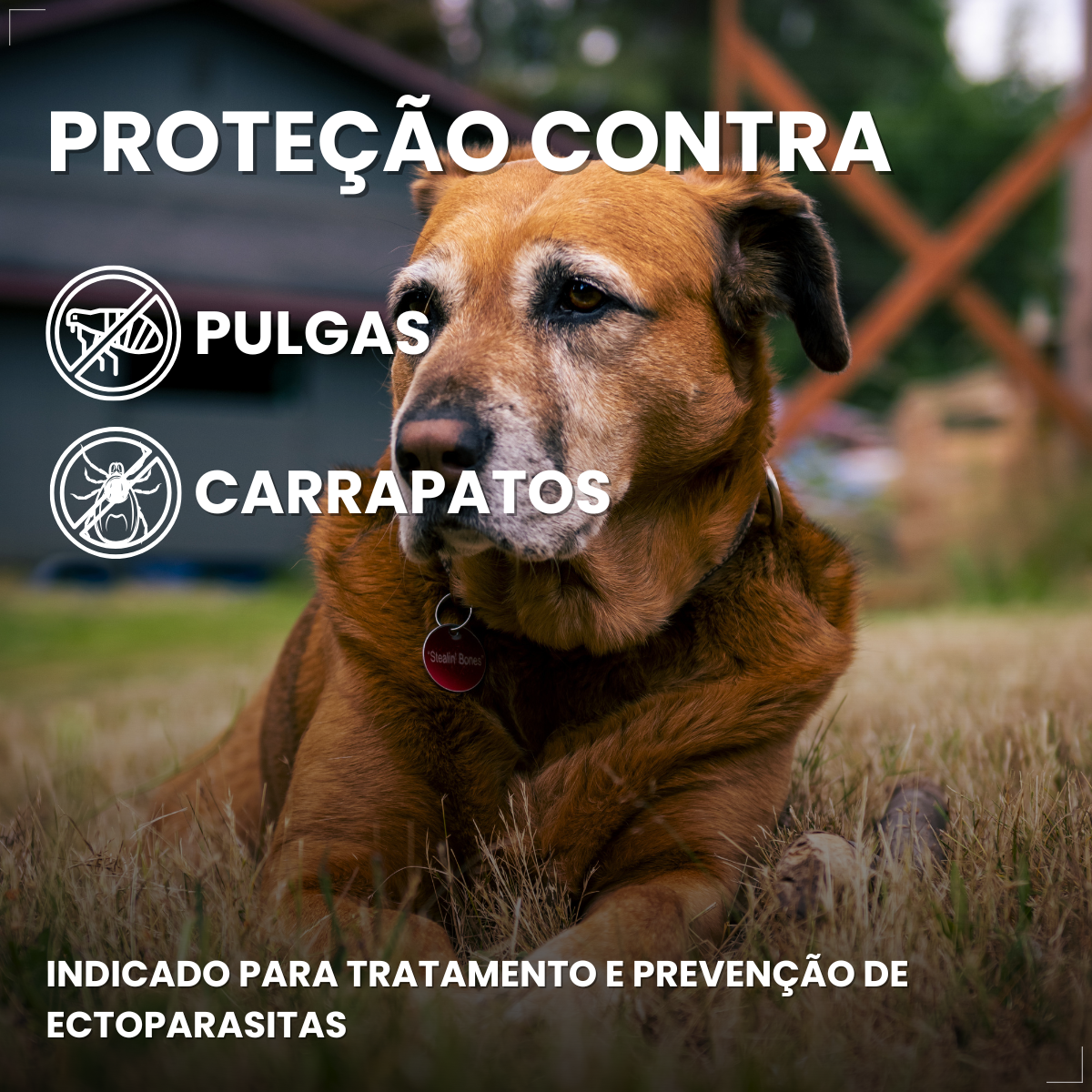 Defend Pro Cães 10  20kg 1 Pipeta Biovet Pulgas e Carrapatos