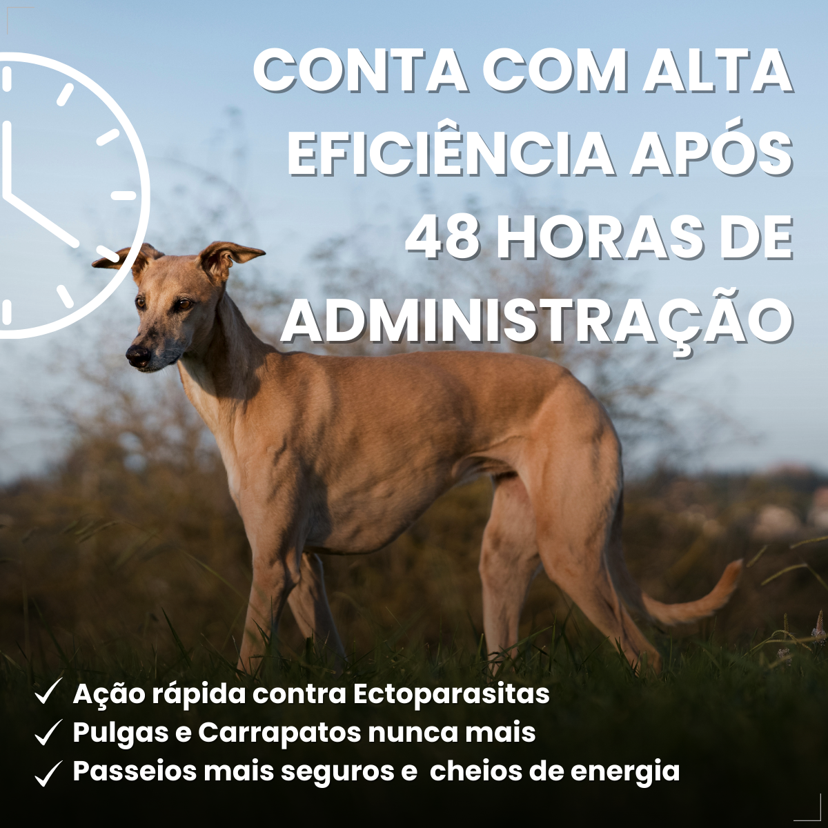 Defend Pro Cães 10  20kg 1 Pipeta Biovet Pulgas e Carrapatos