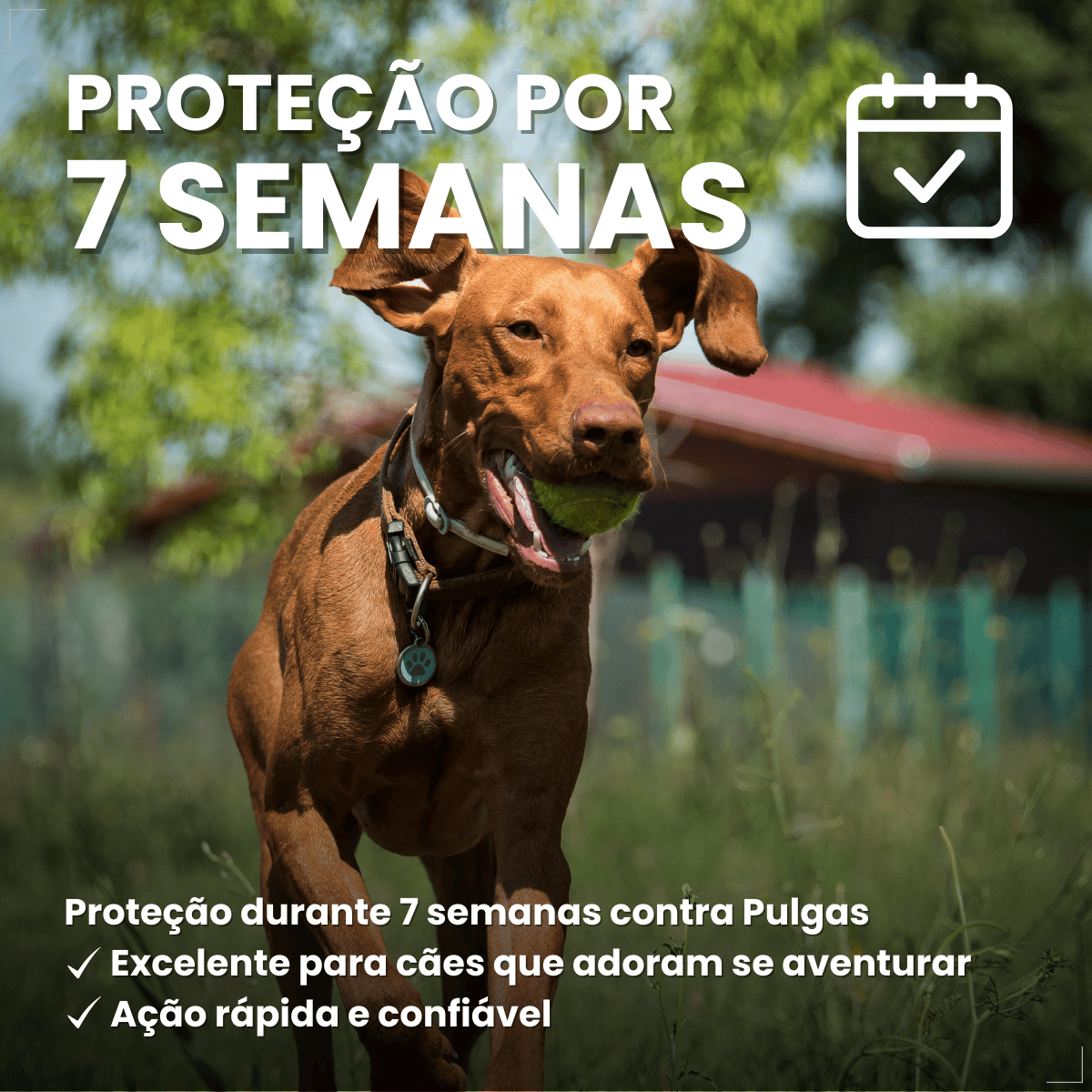 Defend Pro Cães 10  20kg 1 Pipeta Biovet Pulgas e Carrapatos