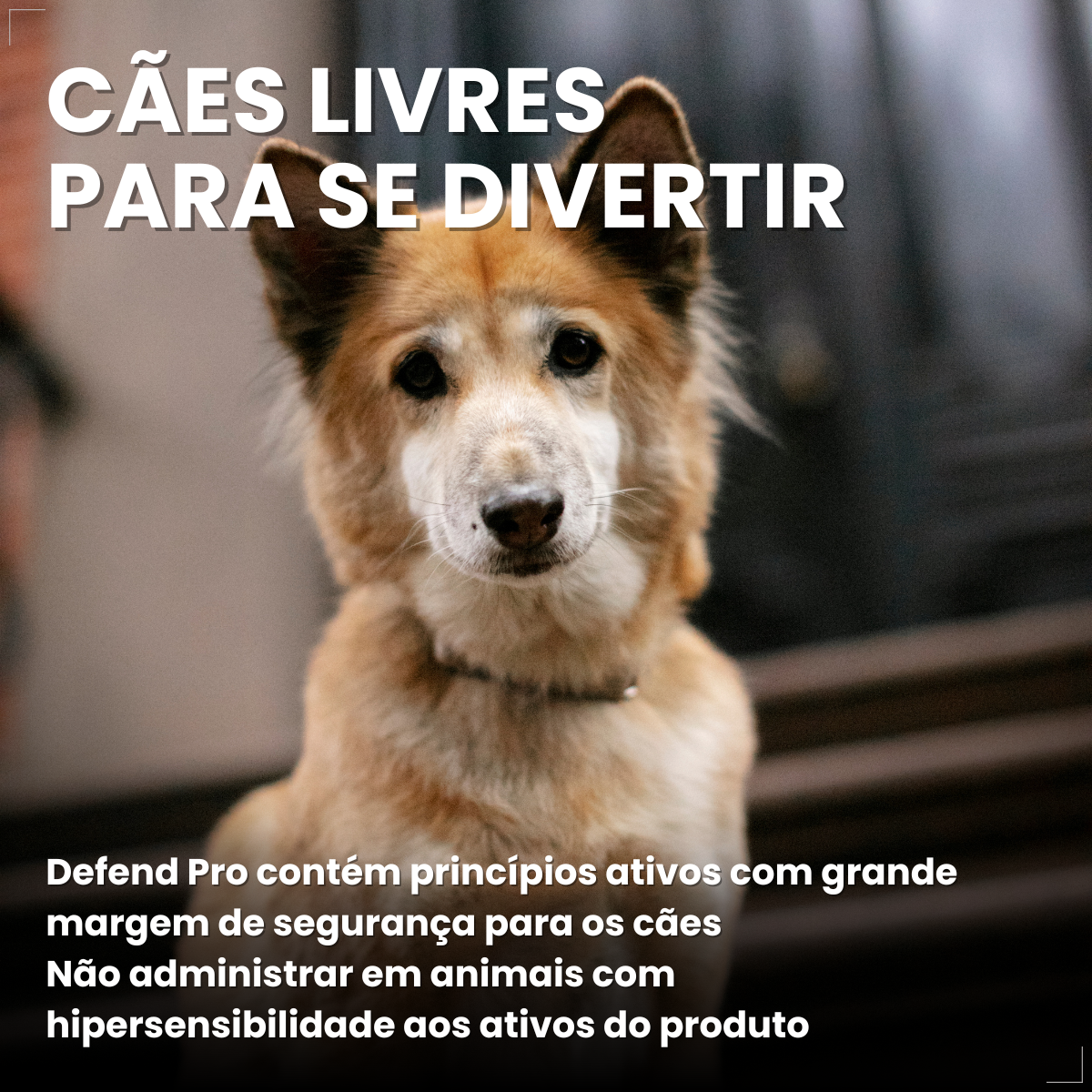 Defend Pro Cães 10  20kg 1 Pipeta Biovet Pulgas e Carrapatos