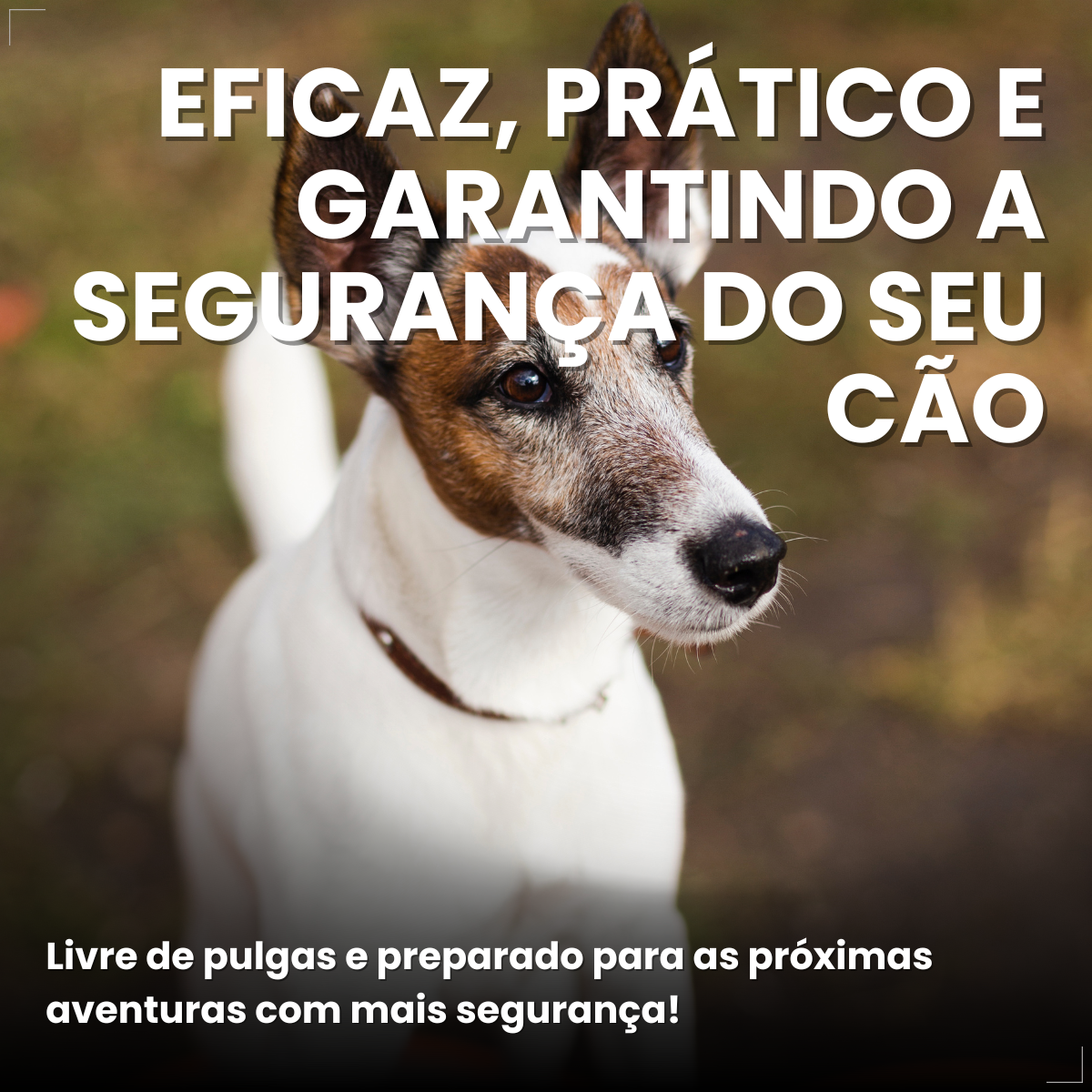 Defend Pro Cães 10  20kg 1 Pipeta Biovet Pulgas e Carrapatos