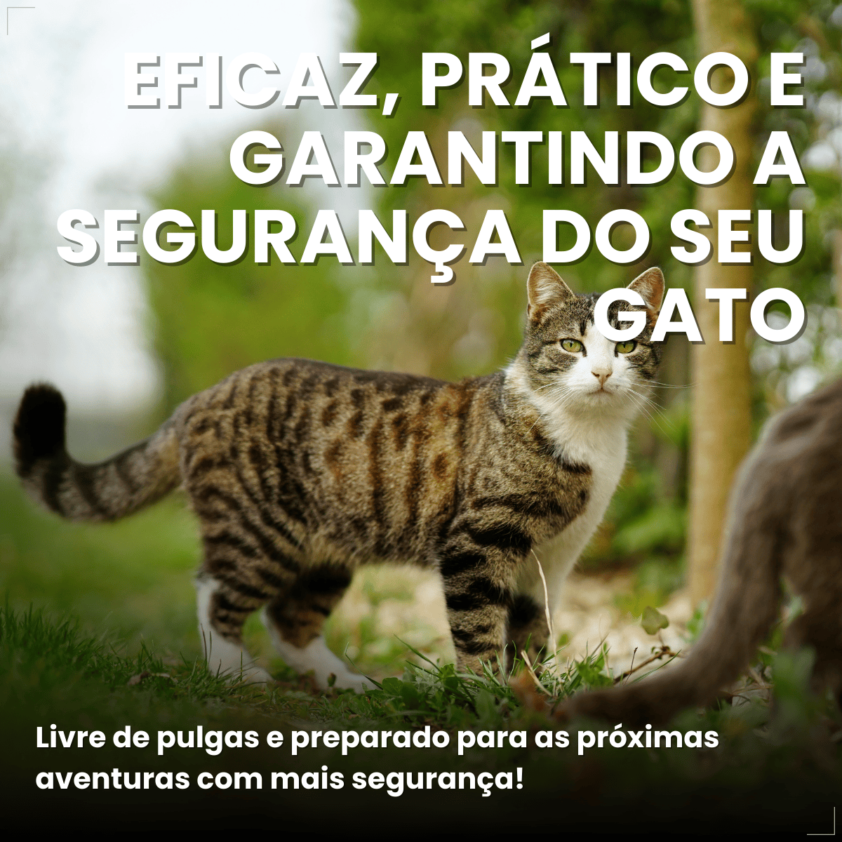 Defend Pro Para Gatos Tratamento de Pulgas Pipeta