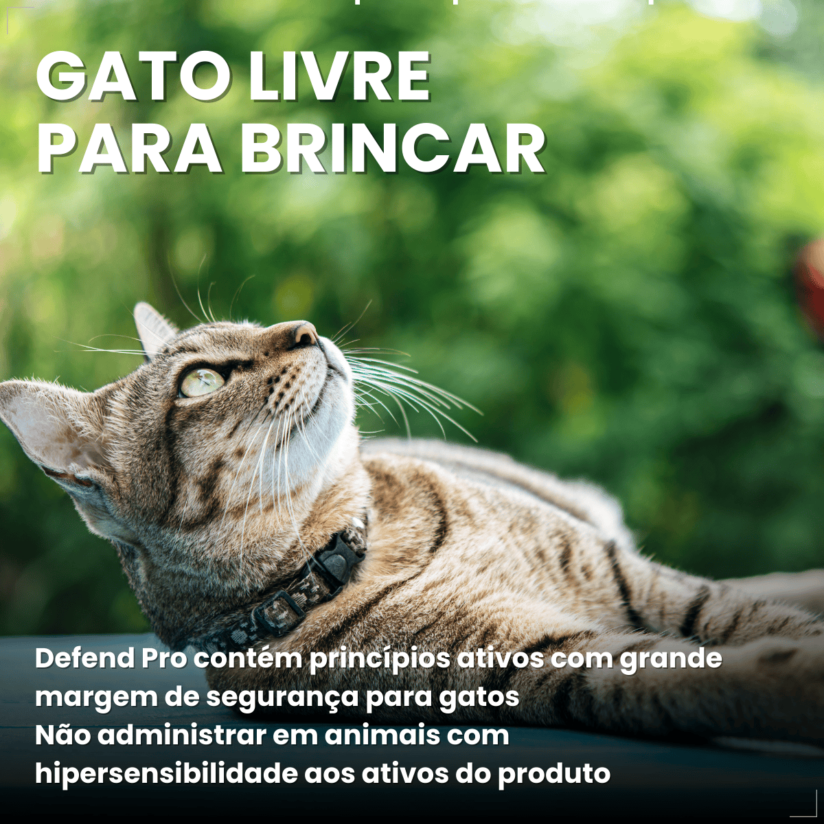 Defend Pro Para Gatos Tratamento de Pulgas Pipeta
