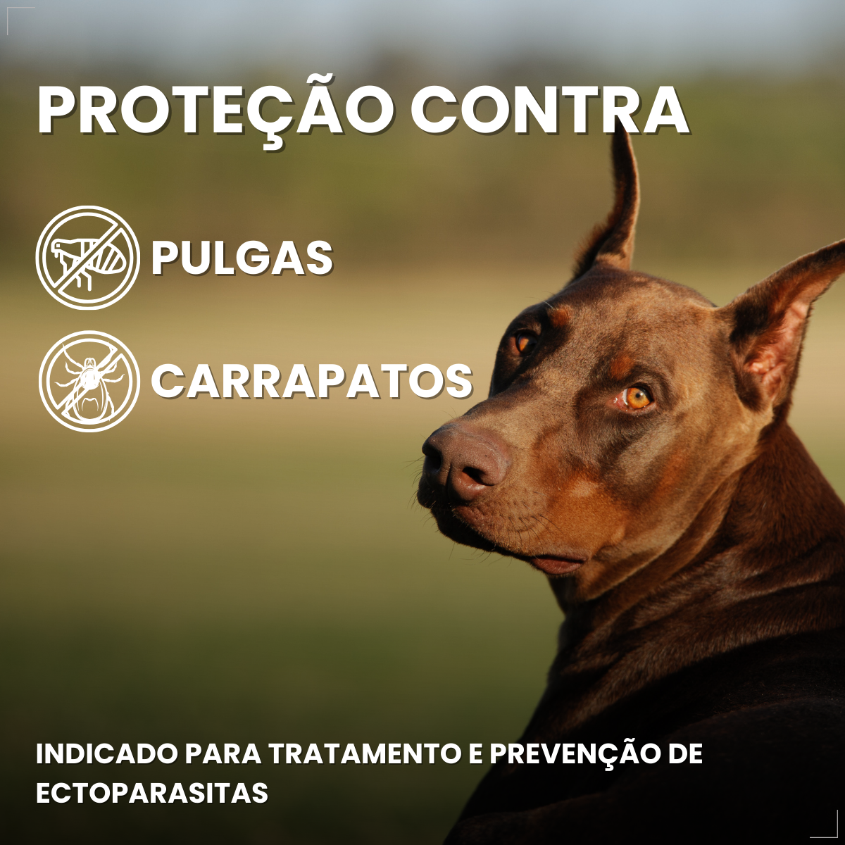 Defend Pro Cães Acima 40kg 1 Pipeta Biovet Pulga e Carrapato