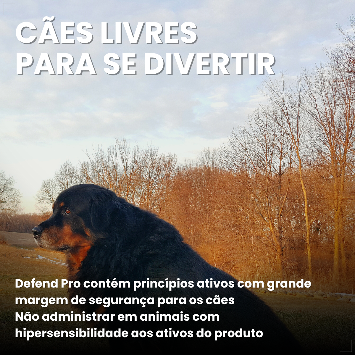 Defend Pro Cães Acima 40kg 1 Pipeta Biovet Pulga e Carrapato