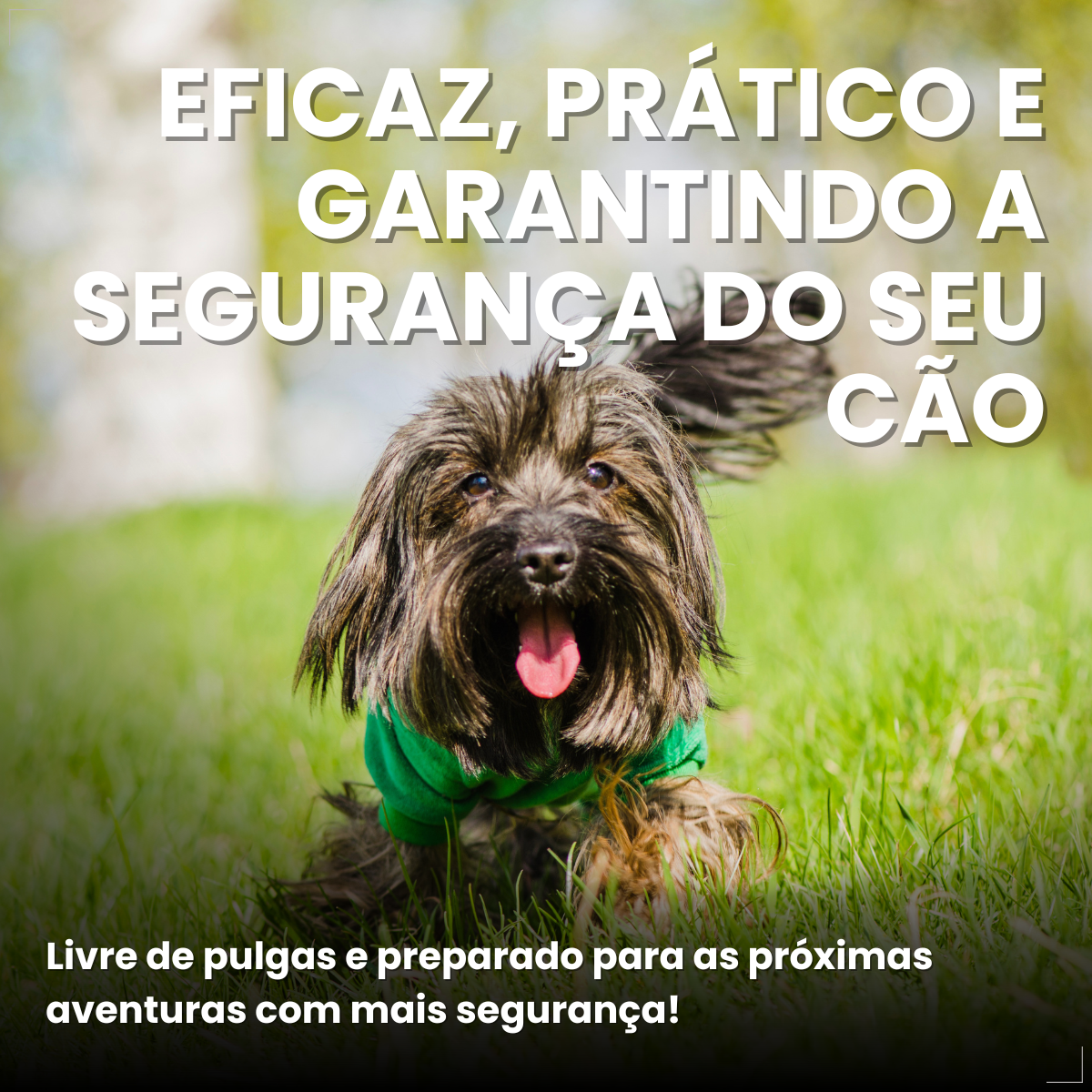 Defend Pro Cães 1 A 10kg 1 Pipeta Biovet Pulgas e Carrapatos