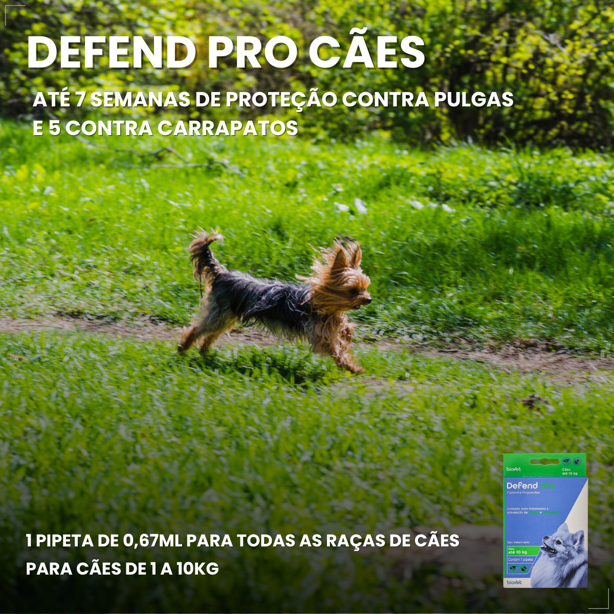 Defend Pro Cães 1 A 10kg 1 Pipeta Biovet Pulgas e Carrapatos