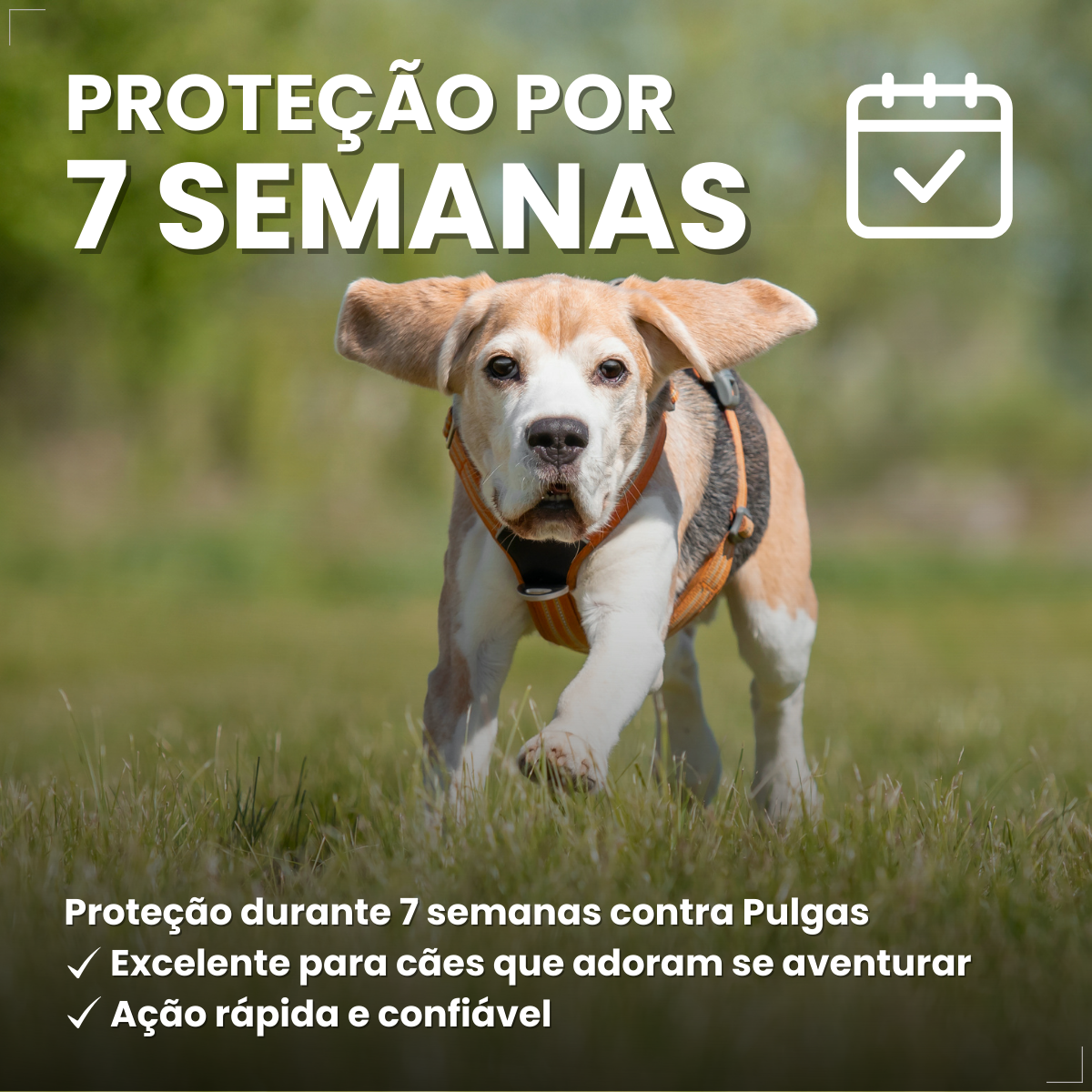 Defend Pro Cães 1 A 10kg 1 Pipeta Biovet Pulgas e Carrapatos