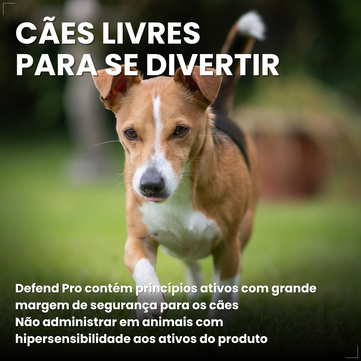 Defend Pro Cães 1 A 10kg 1 Pipeta Biovet Pulgas e Carrapatos