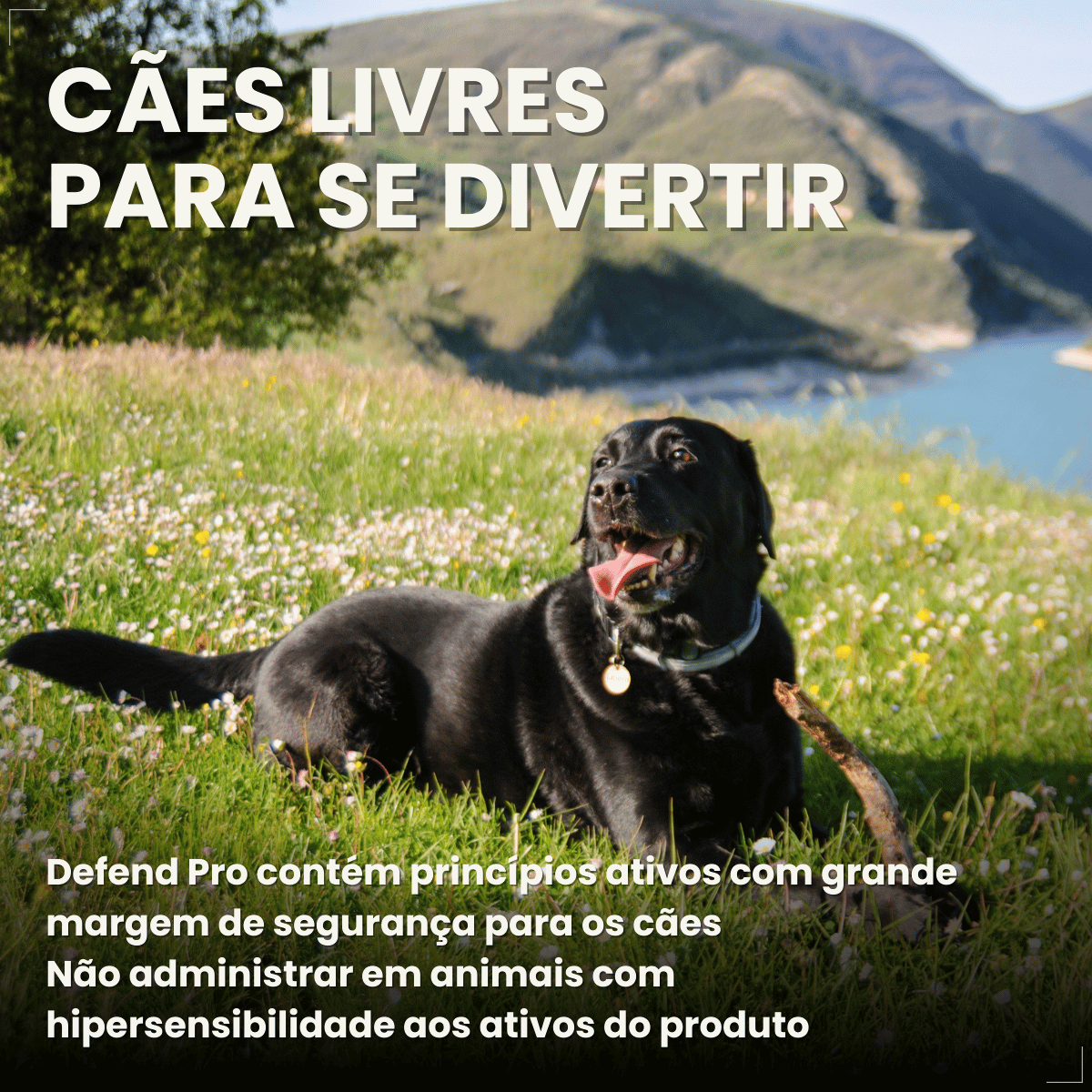 Kit 2 Defend Pro Cães 20 a 40kg 1 Pipeta Pulgas Carrapatos