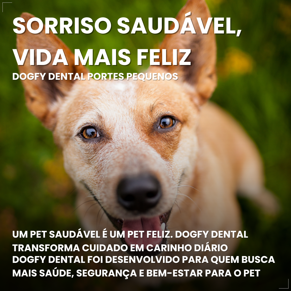 Caixa 30un Dogfy Dental Cães Pequenos Limpa Dentes Tártaro
