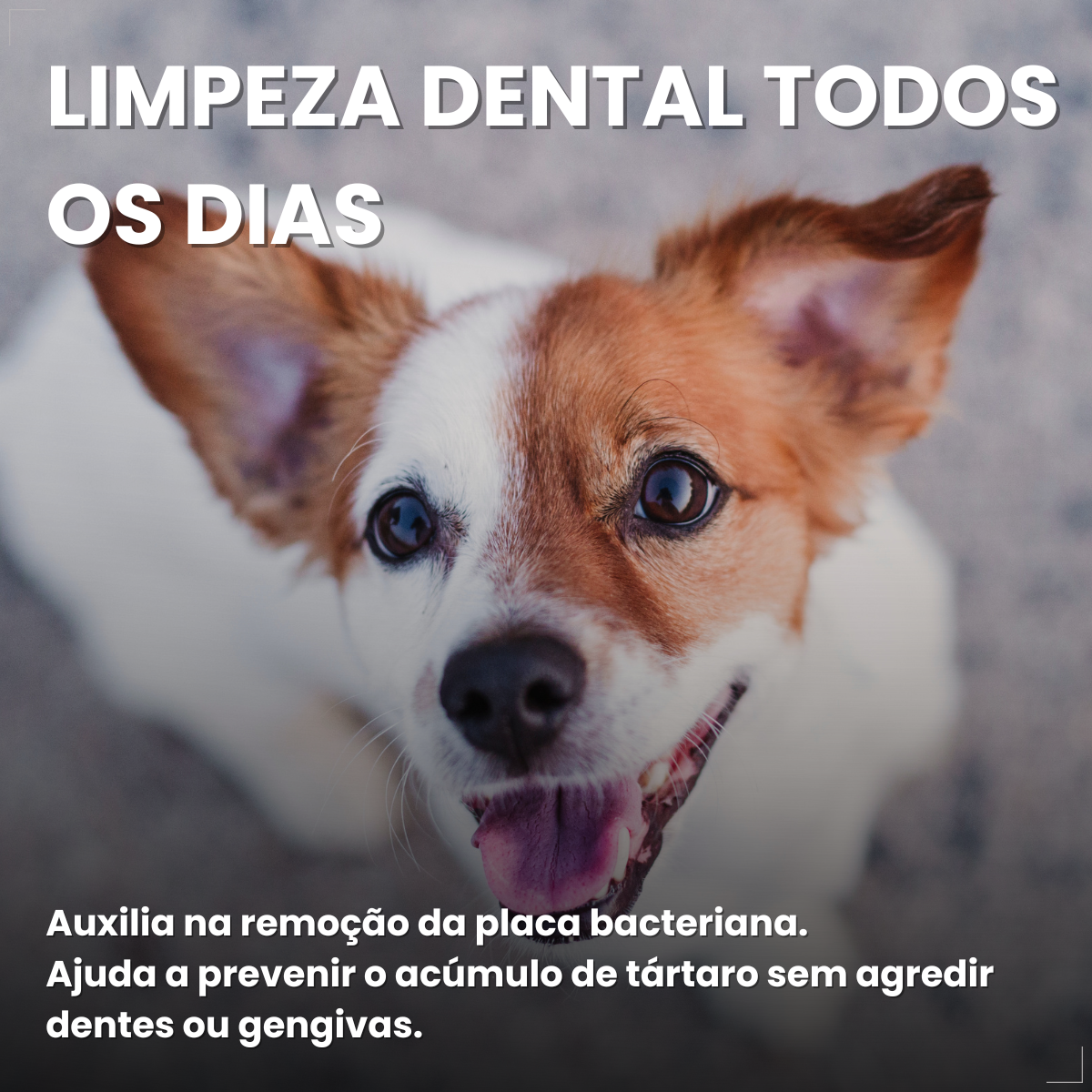 Caixa 30un Dogfy Dental Cães Pequenos Limpa Dentes Tártaro