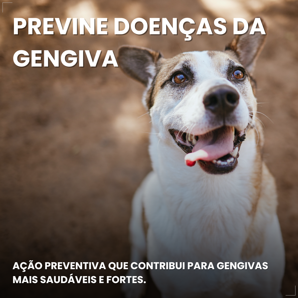 Caixa 30un Dogfy Dental Cães Pequenos Limpa Dentes Tártaro