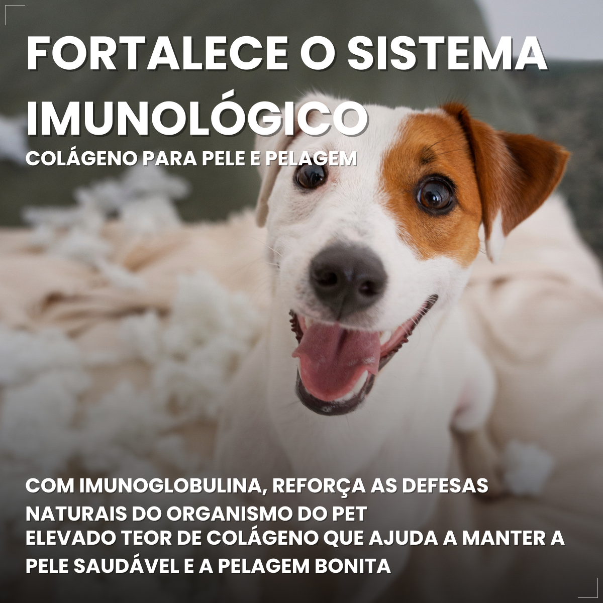 Kit 5 Dogfy Dental Cães Pequenos Limpa Dentes Tártaro