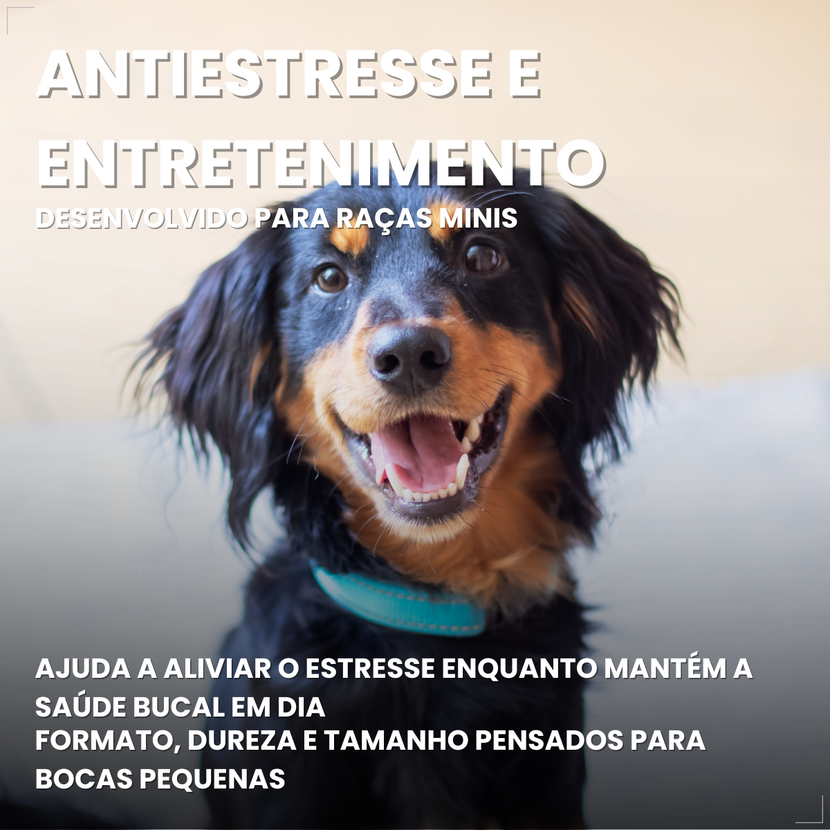 Caixa 30un Dogfy Dental Cães Pequenos Limpa Dentes Tártaro