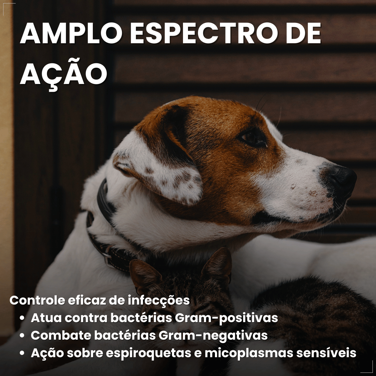Enronew 50mg 10 Comprimidos Antimicrobiano para Cães e Gatos