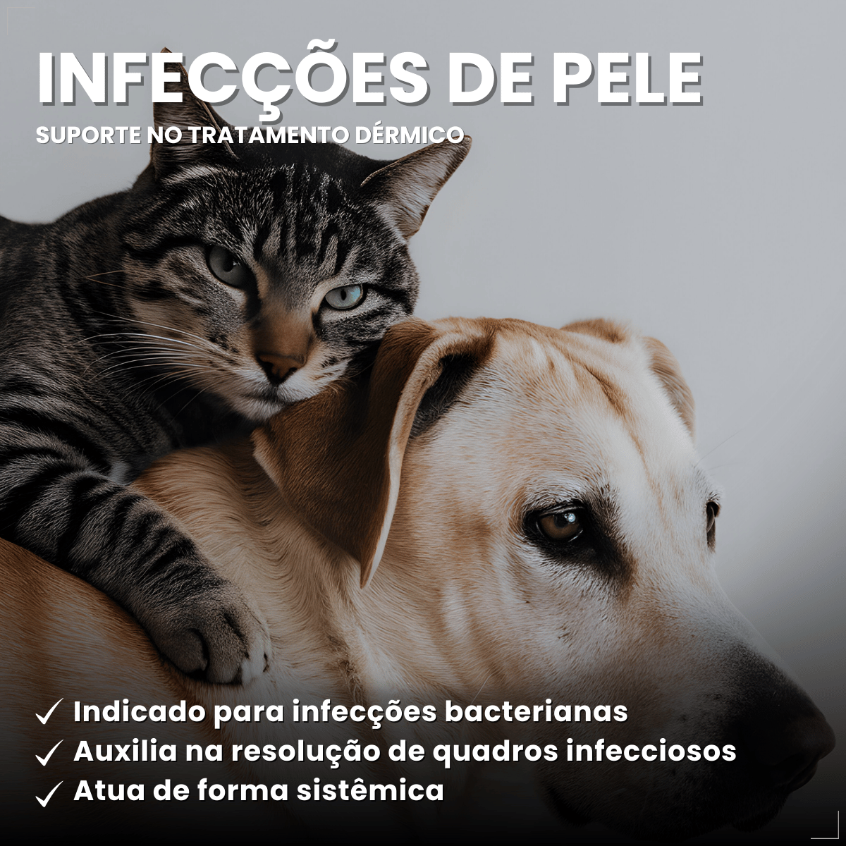 Enronew 50mg 10 Comprimidos Antimicrobiano para Cães e Gatos