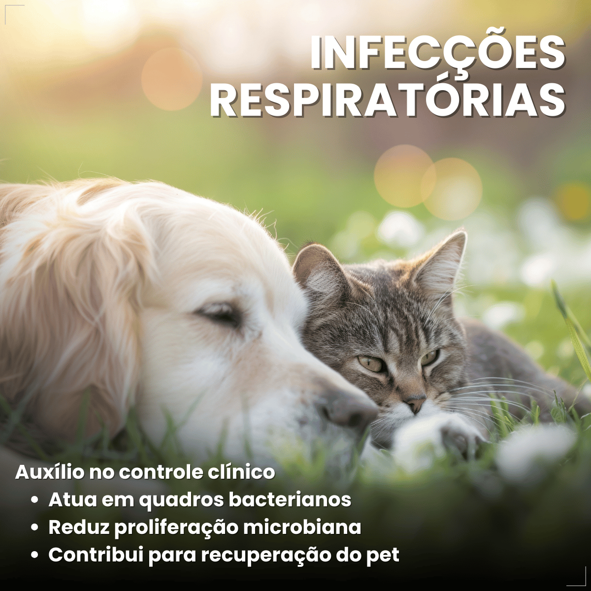 Enronew 50mg 10 Comprimidos Antimicrobiano para Cães e Gatos